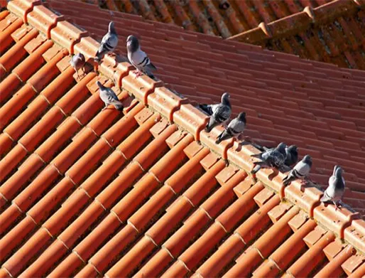 Preço para Dedetização de Pombos